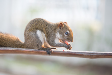 Squirrel eating nut on wooden bar in garden