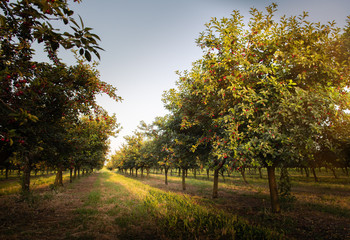 Fototapeta na wymiar Sour cherries on orchard