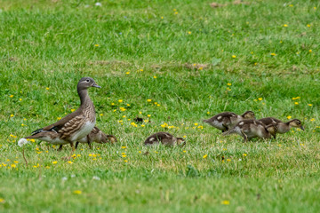 Female mandarin duck (aix galericulata) and family of ducklings
