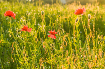 poppy field of red poppies