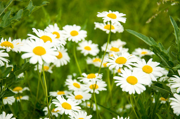 Fototapeta premium field of daisies