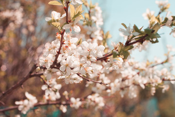 Blooming apple tree in spring time.