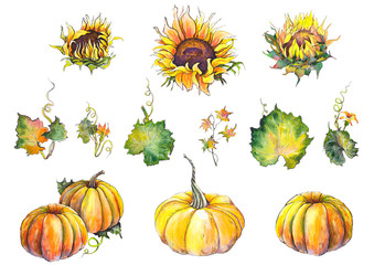 Set of sunflowers, pumpkins and pumpkin leaves. Watercolor illustration on white background. Isolated elements for design.