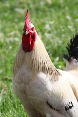 Cock close-up with instagram style filter