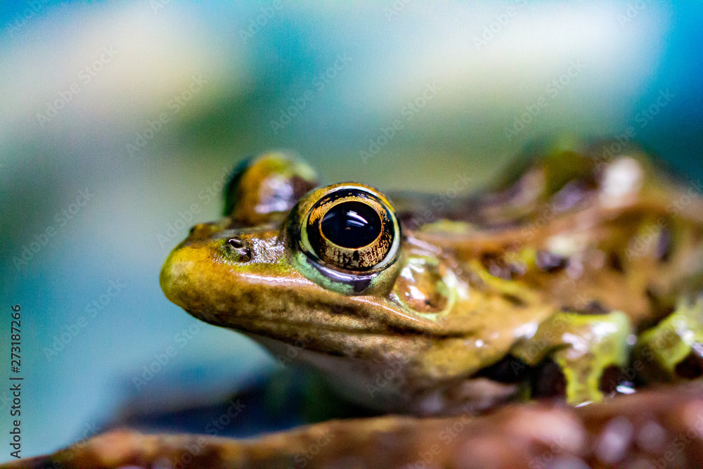 Sticker frog on leaf