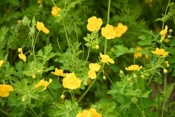 yellow flowers in garden