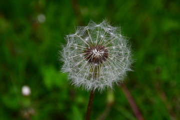 dandelion on background of green grass
