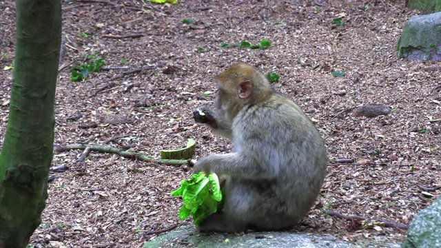 Adult Barbary Monkeys in search of nutrition