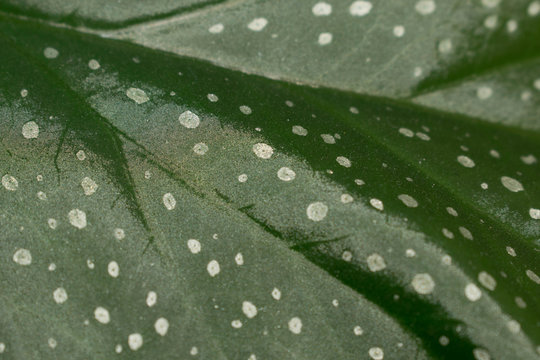 green leaf spotted begonia speckled polka dot flower pot plant for design