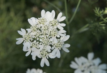 zizia aurea plant with white flowers close up,