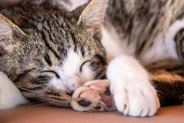 Paw pads as tabby cat sleeps