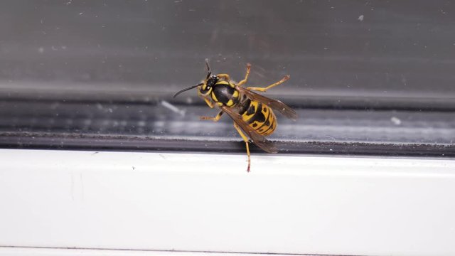 Wasp in home flying, crawling near window. Insects in the apartment problem. No mosquito net. Close up, macro.
