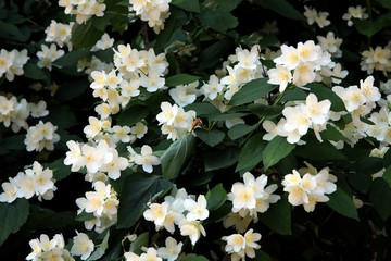 white,fragrant flowers of jasmine bush at spring