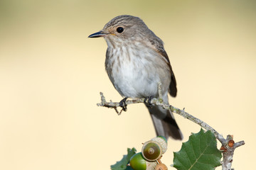 Flycatcher (Muscicapa striata). Wild bird in a natural habitat on a uniform light green background.