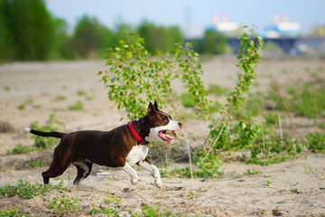 Amstaff in red collar running fast with all four paws in the air in summer park