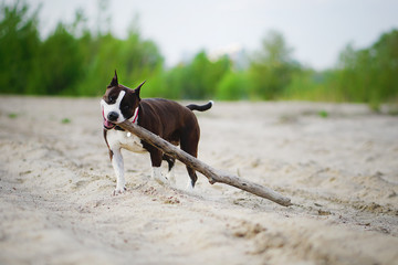 American staffordshire terrier running with huge wooden stick in her mouth. Dog is happy because of...