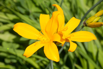 big yellow day-lily flowers closeup view on daylight outdoor blurred green background