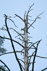 big grey dry dead tree closeup view