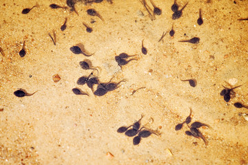 Fototapeta na wymiar many tadpoles closeup view in the water on sandy lake bottom