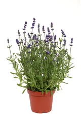Fotobehang Lavendel in pot © hcast
