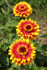 Zinnia elegans zowie