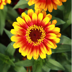 Zinnia elegans zowie