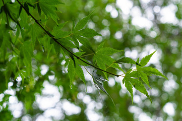 新緑のもみじ
