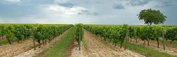 Fototapeta na wymiar Route de campagne au milieu des vignes