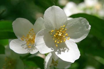 white,fragrant flowers of jasmine bush at spring