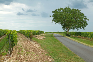Route de campagne au milieu des vignes