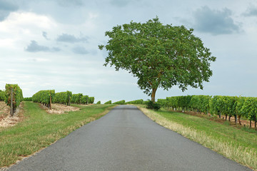 Fototapeta na wymiar Route de campagne au milieu des vignes