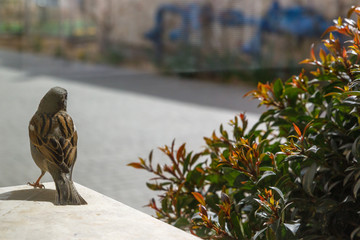 Small sparrow sitting on window
