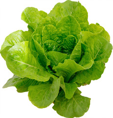 Obraz premium Salad