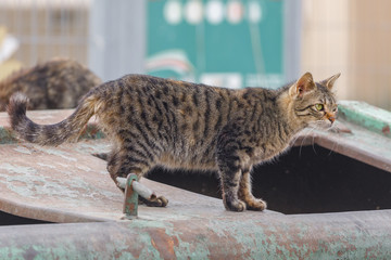 Gray dotted homeless cat