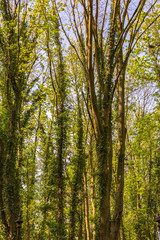 Leaves of ivy at trees