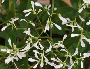 Euphorbe hypericifolia