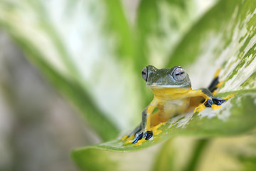 Frog stay and ready to jump