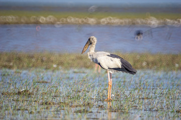 Obraz premium Birds live and swim in freshwater lakes, local birds in the world wetlands (Ramsa site).