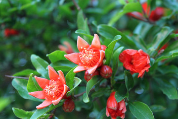 Obraz premium Red pomegranate flowers close up