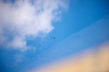 bird Seagull flying against the blue sky