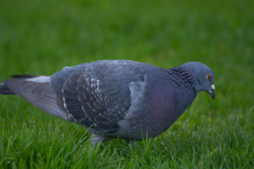 Bird 206
