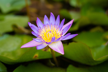 Pink Lotus Blossoms Or Water Lily Flowers Blooming On Pond.