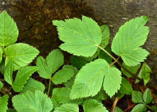 Gew&ouml;hnlicher Giersch, Aegopodium podagraria, goatweed