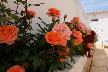 bouquet of Pink roses