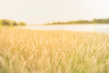 meadow at sunset blurred background