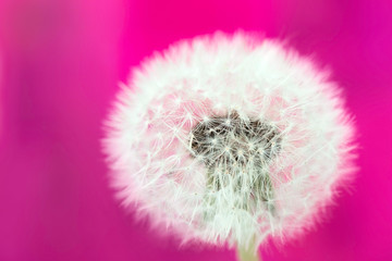 Fluffy blowball dandelion on a pink background