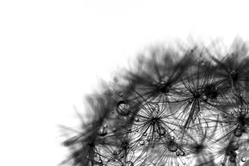 Closeup black and white dandelion blowball