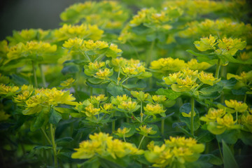background texture of yellow summer flowers in Russia