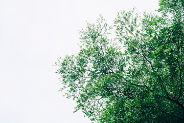 beautiful green tree branch