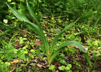 Herbstzeitlose, Fruchtstand, Colchicum autumnale, autumn crocus